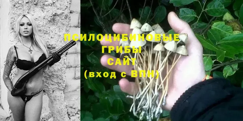 Псилоцибиновые грибы Psilocybine cubensis Старая Русса